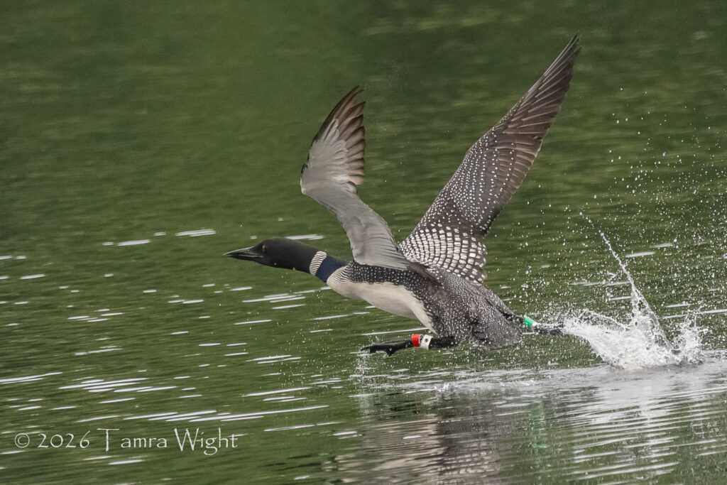 Loon running across the water, bands showing on each leg