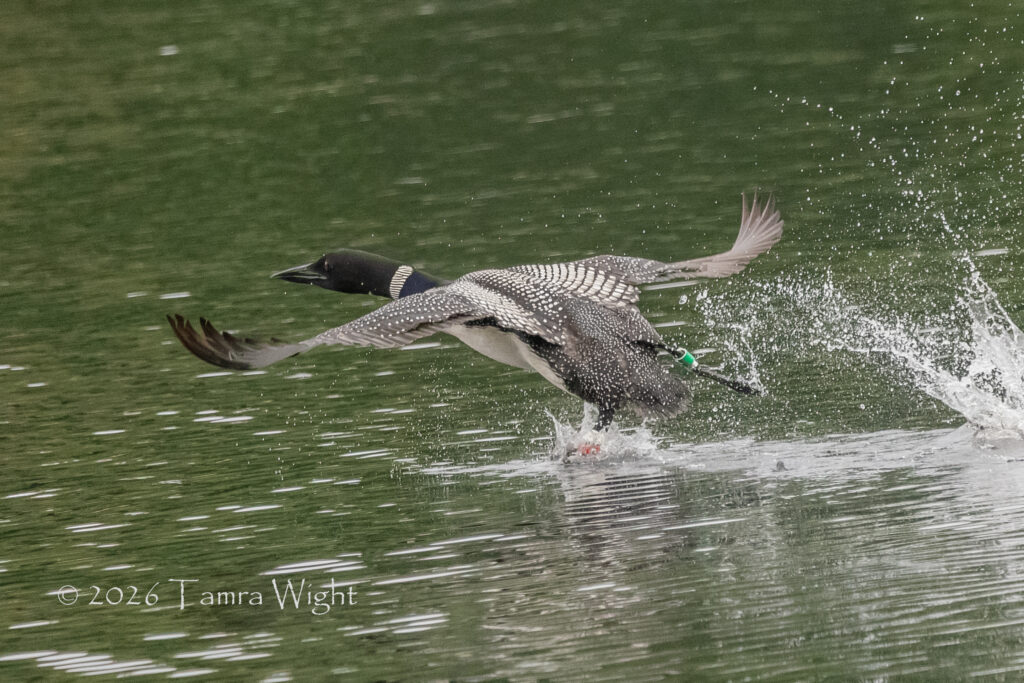 Loon running across the water, bands showing on each leg