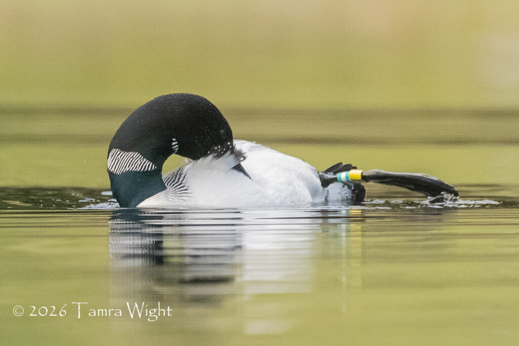 A male loon, beak in his feathers, left leg bands visible