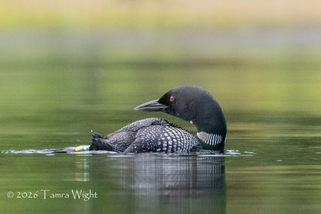 A male loon, his left leg bands visible through the water