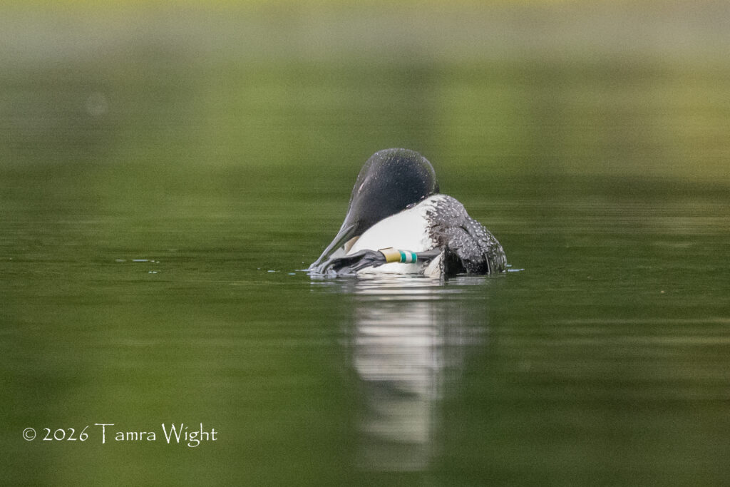 A male loon preening, on its side, in the water, left leg bands visible